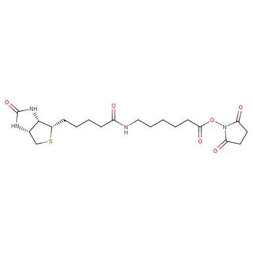 2,5-Dioxopyrrolidin-1-yl 6-(5-((3aS,4S,6aR)-2-oxohexahydro-1H-thieno[3,4-d]imidazol-4-yl)pentanamido)hexanoate
