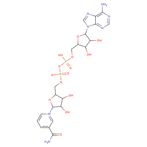 beta-Nicotinamide adenine dinucleotide