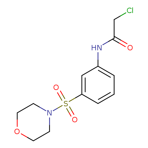 2-CHLORO-N-[3-(MORPHOLINE-4-SULFONYL)-PHENYL]-ACETAMIDE