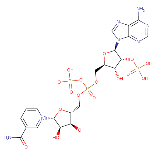 Adenine-nicotinamide dinucleotide phosphate