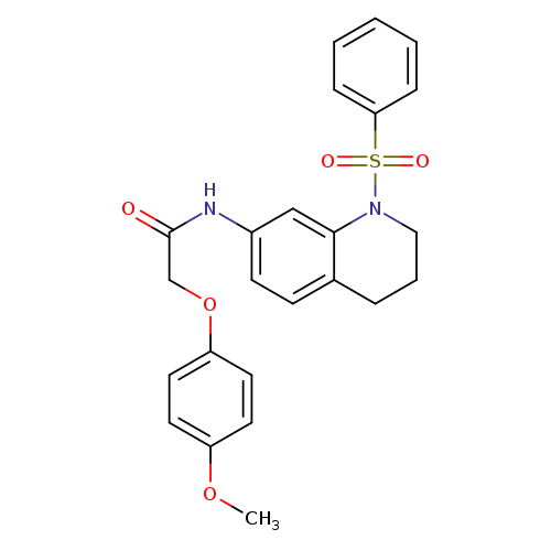 N-[1-(benzenesulfonyl)-1,2,3,4-tetrahydroquinolin-7-yl]-2-(4-methoxyphenoxy)acetamide