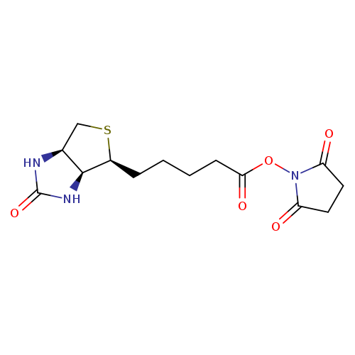 (+)-Biotin N-hydroxysuccinimide ester